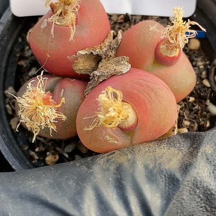 桃喜花园1112-30o泡