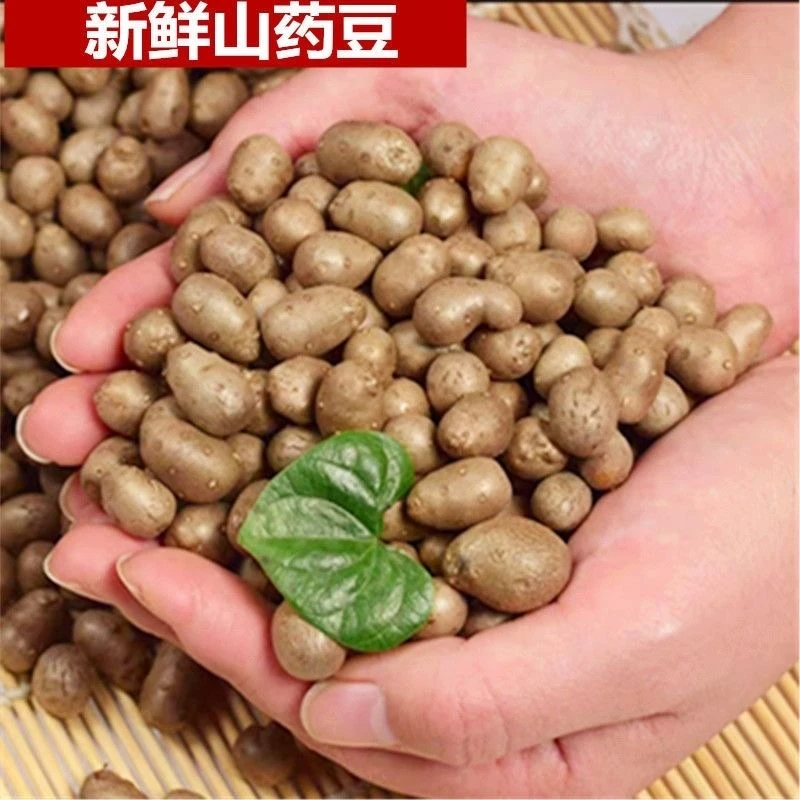 【新鲜】正宗农家自种铁棍山药豆大果冰糖葫芦山药豆新鲜五斤粉糯