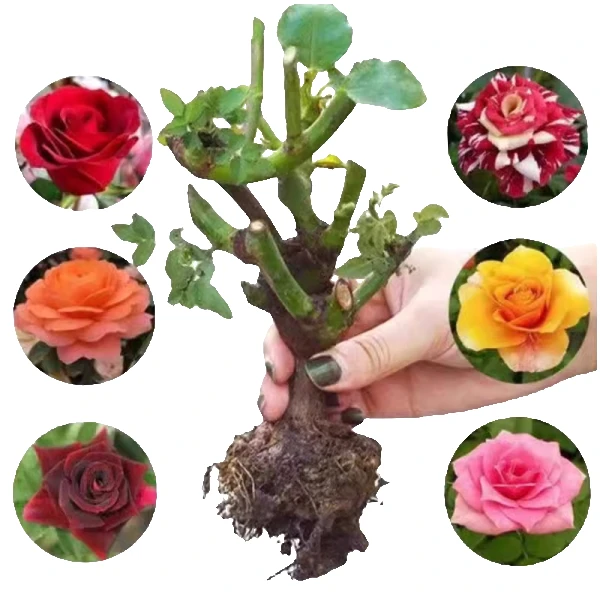 【Ai尚百货】玫瑰花苗老桩月季嫁接老根四季开花阳台盆栽室内花易活