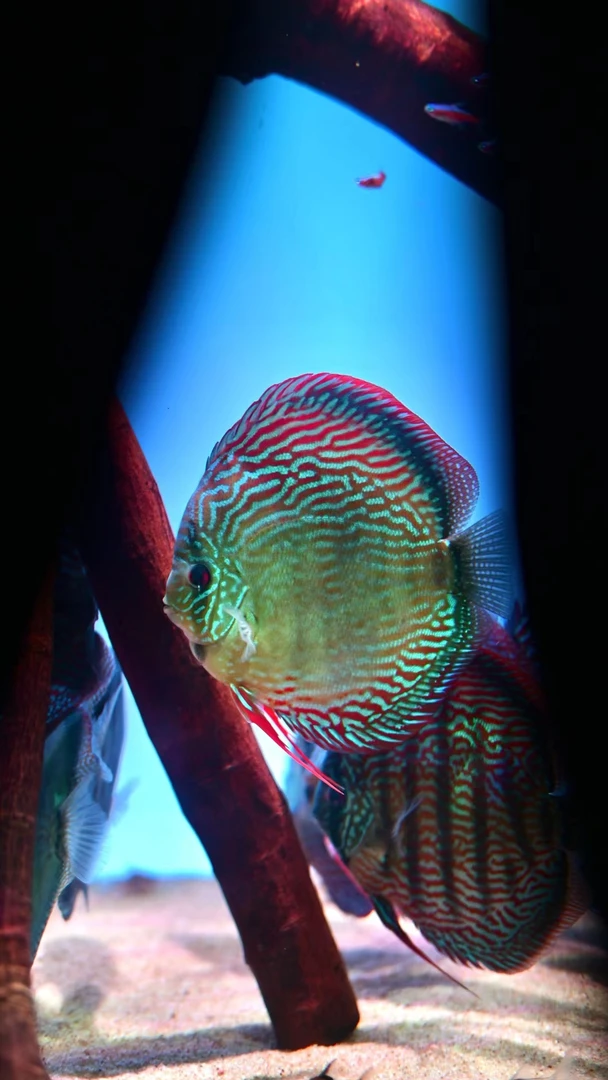 野血德松 ，肉身尺寸 10-11，精品一对一挑选