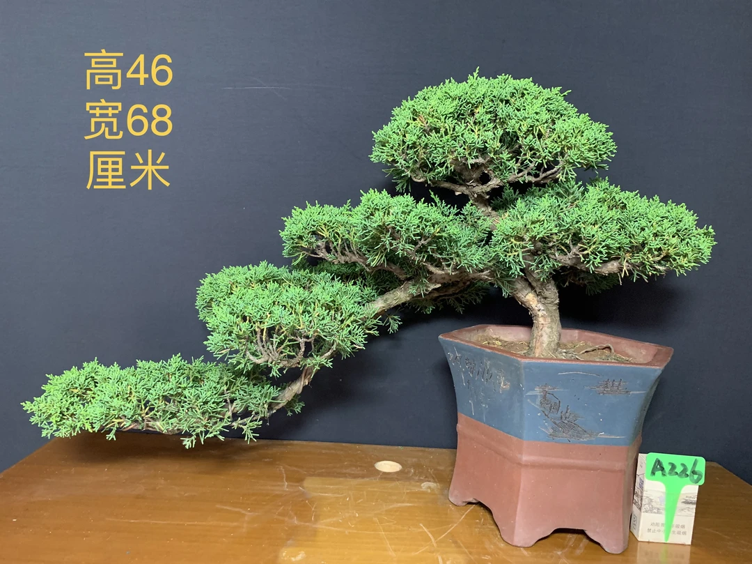 老盆济州真柏盆景