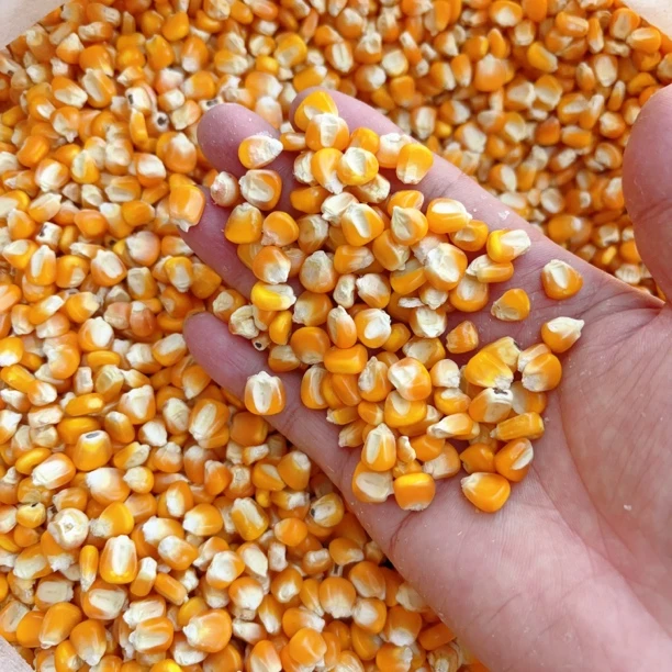 鸽粮  京科玉米粮