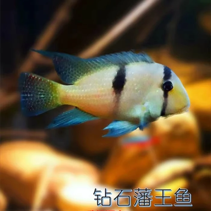 钻石藩王血衣食土鲷南美慈鲷鱼苗热带鱼包邮淡水
