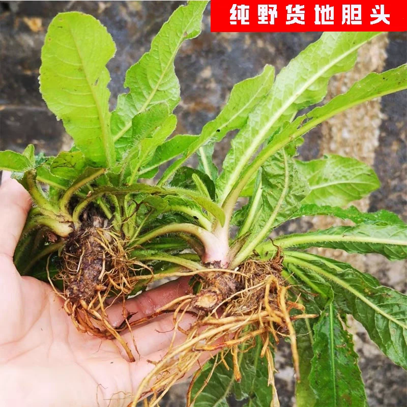 野生地胆头中药材干品