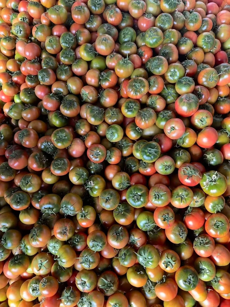 0差评~碱地草莓柿子/铁皮柿子，大连发货，酸甜可口，坏果包赔