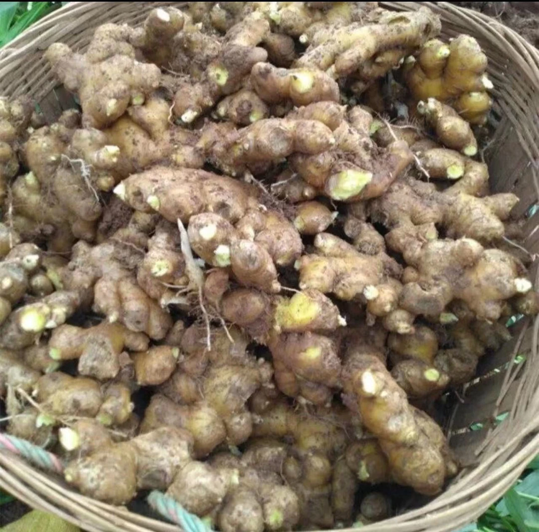 高山农家自种 生姜