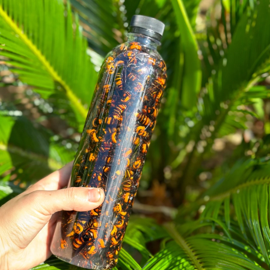 金环虎头蜂老蜂，现抓现泡150只起发