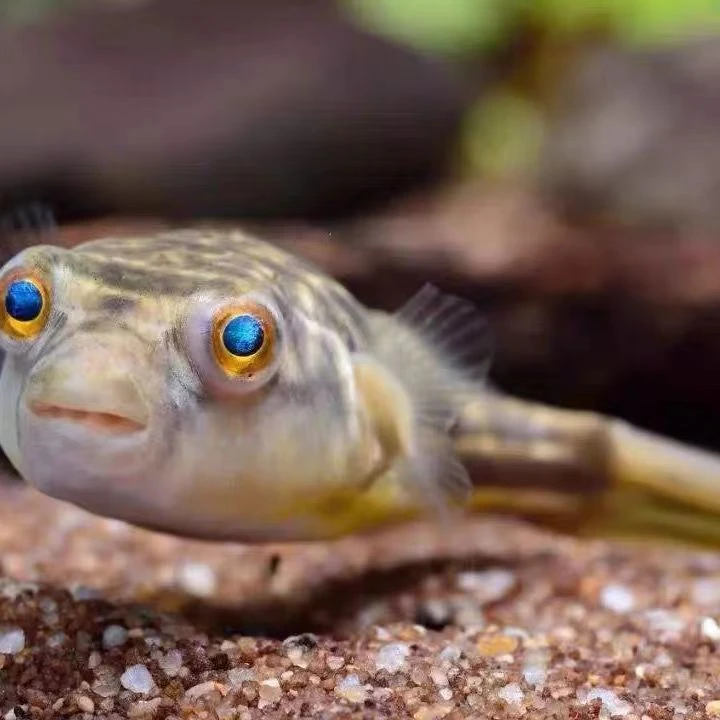 斑马狗头鱼淡水鱼新手鱼