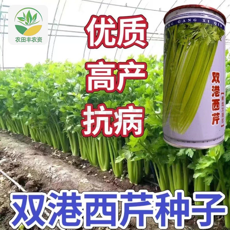 文图拉双港西芹种子天津双港四季西芹种子优质高产芹菜西芹种籽