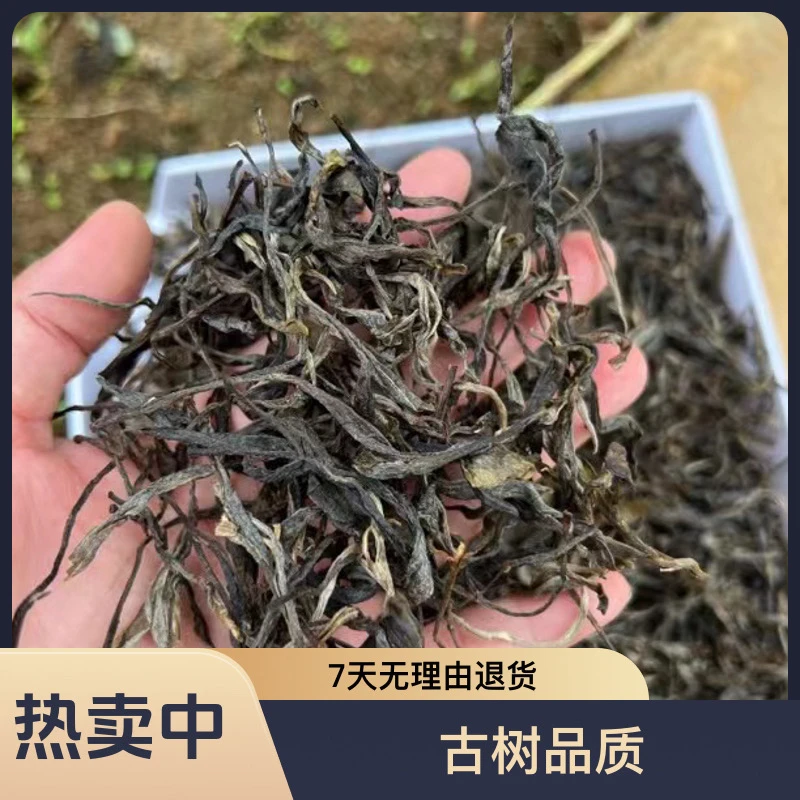 新品福利【明前春昔归古树】2025年昔归茶王地古树纯料散茶晒青毛茶