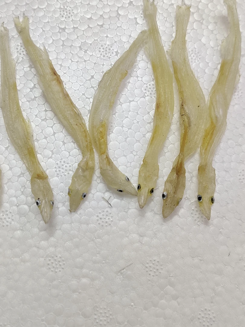 广东大号生晒银鱼干  淡干鲜甜鲜明 大条 靓