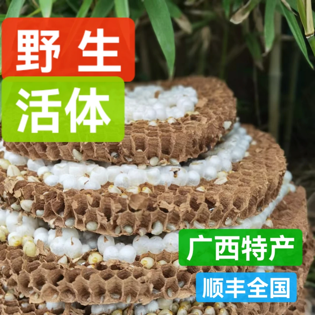 鲜锋，树蜂，虎头蜂，直播间现场称重