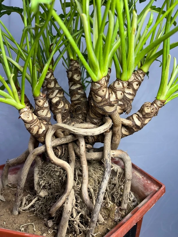 原生龙鳞小天使  精品老桩  一年四季常青   室内绿植  净化空气