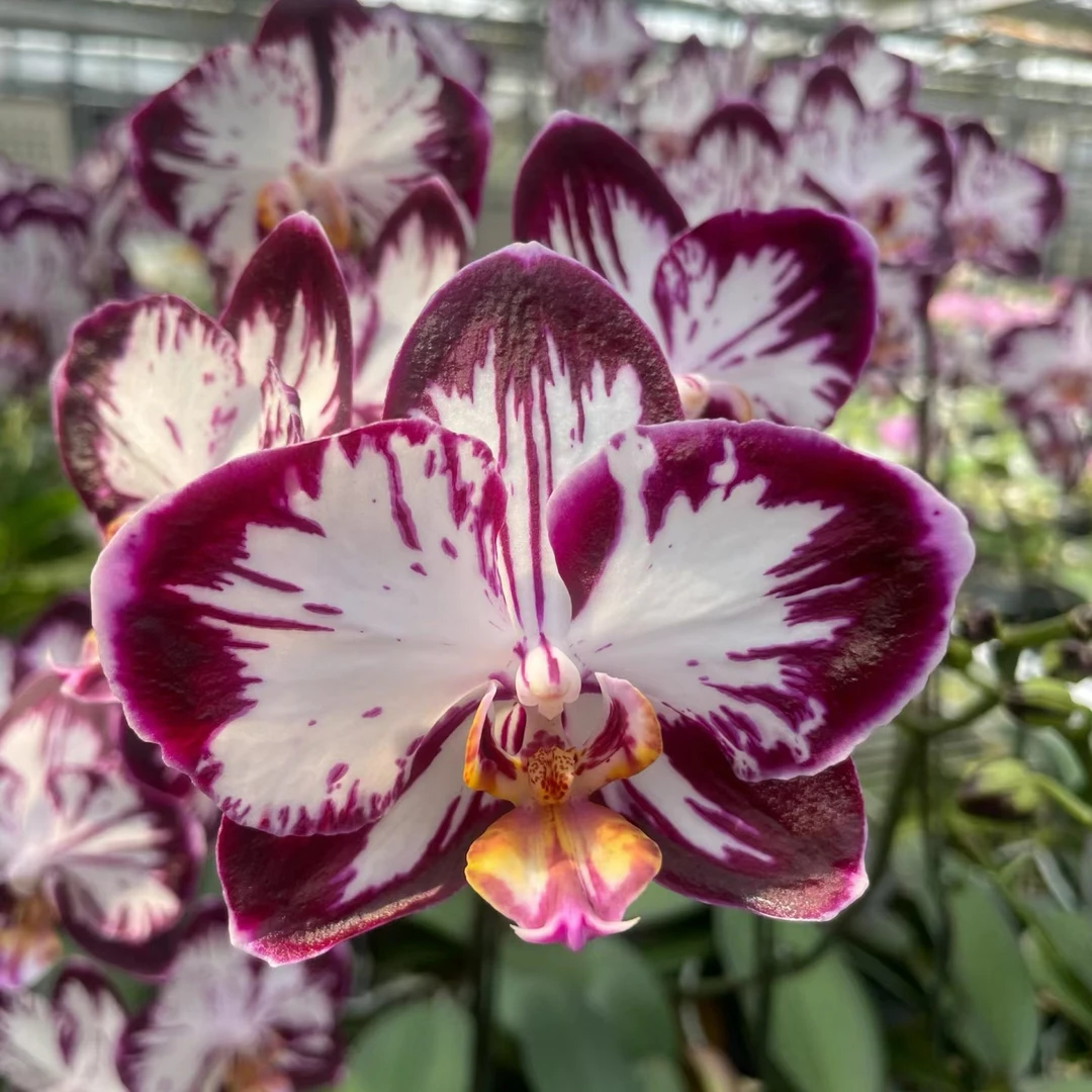 哈根达斯哈宝-哈根达斯3.0寸苗无花剑 叶子带闪边(叶片底部瑕疵