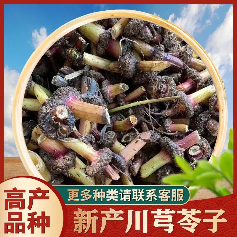 川芎苓种四川小叶川芎苓种适用田地花台种植川芎节杆四季户园林