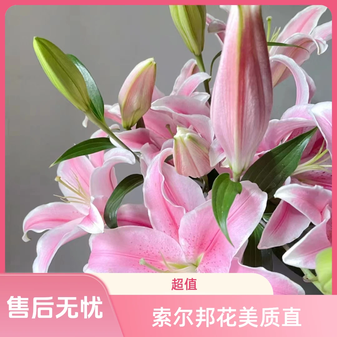 【索尔邦/狐尾】甜香百合鲜花东北鲜花基地直发顺丰包邮居家办公室
