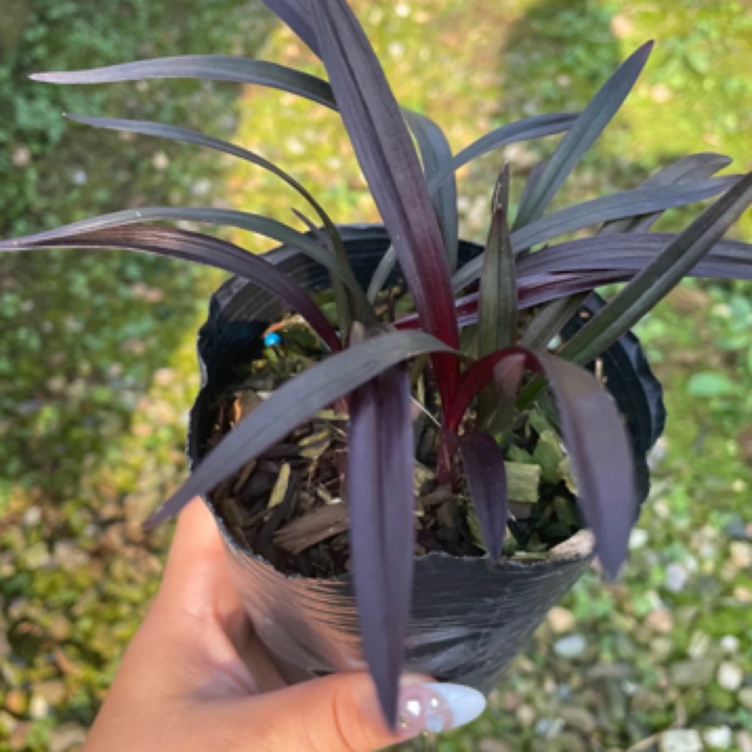 精品春兰红草矮种桌面兰花浓香