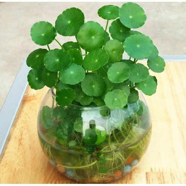 铜钱草招财水培植物办公室桌面盆栽金钱草花卉室内水养绿植吸甲醛