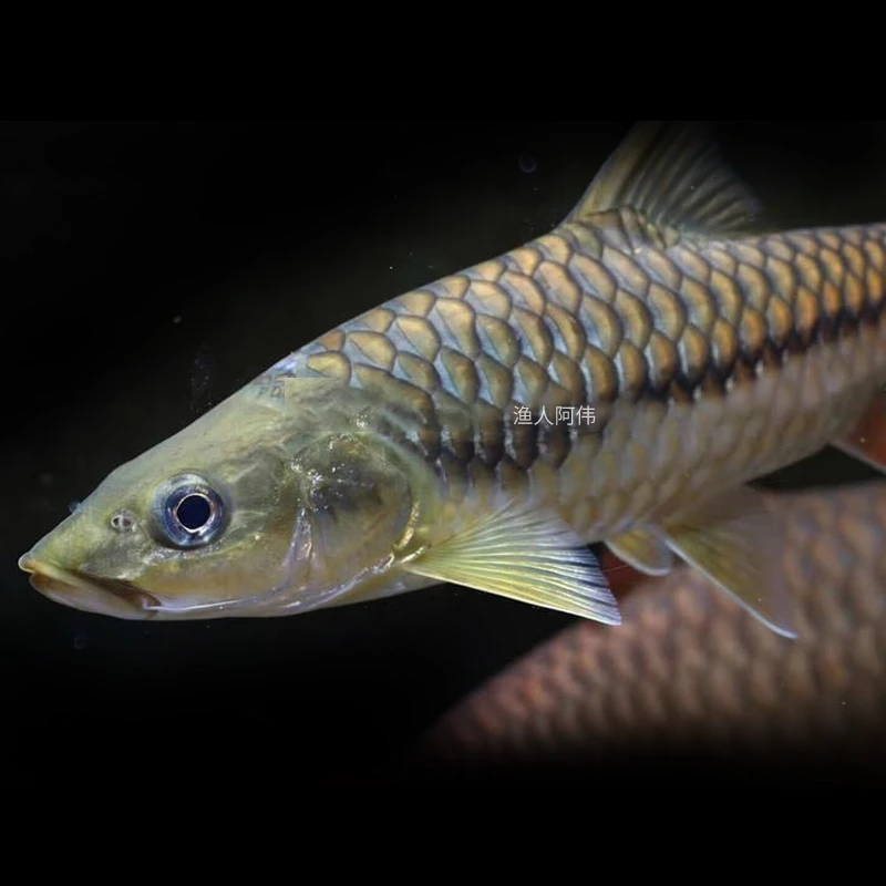 渔人阿伟 缅甸进口 野生盈江结鱼 大型吉罗鱼