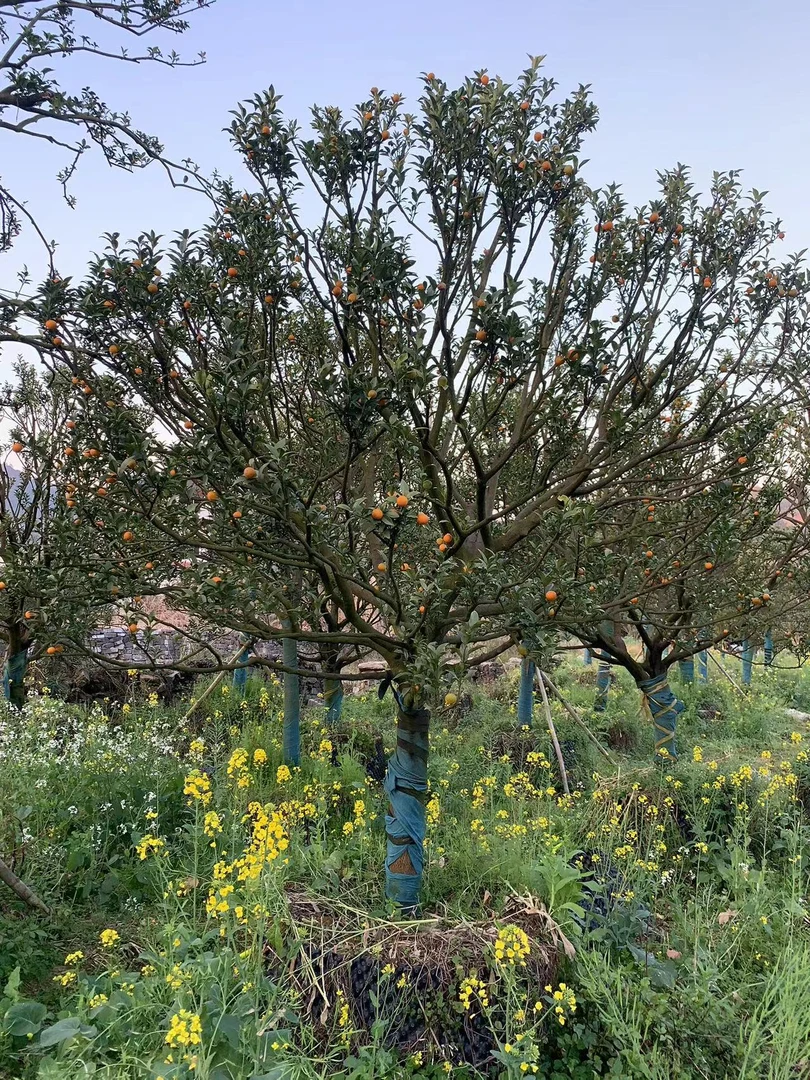庭院种植耐寒盆栽地栽果树苗南北方适宜一物一拍