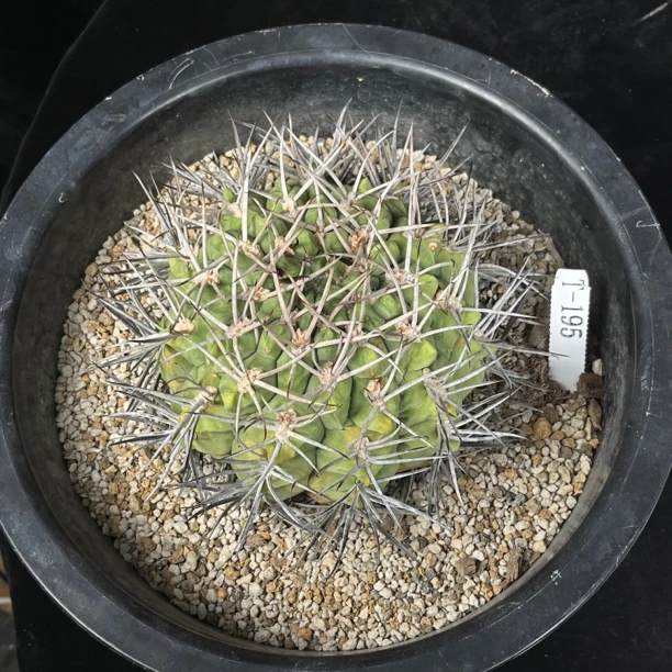 活火山  T-195 一物一拍 强刺