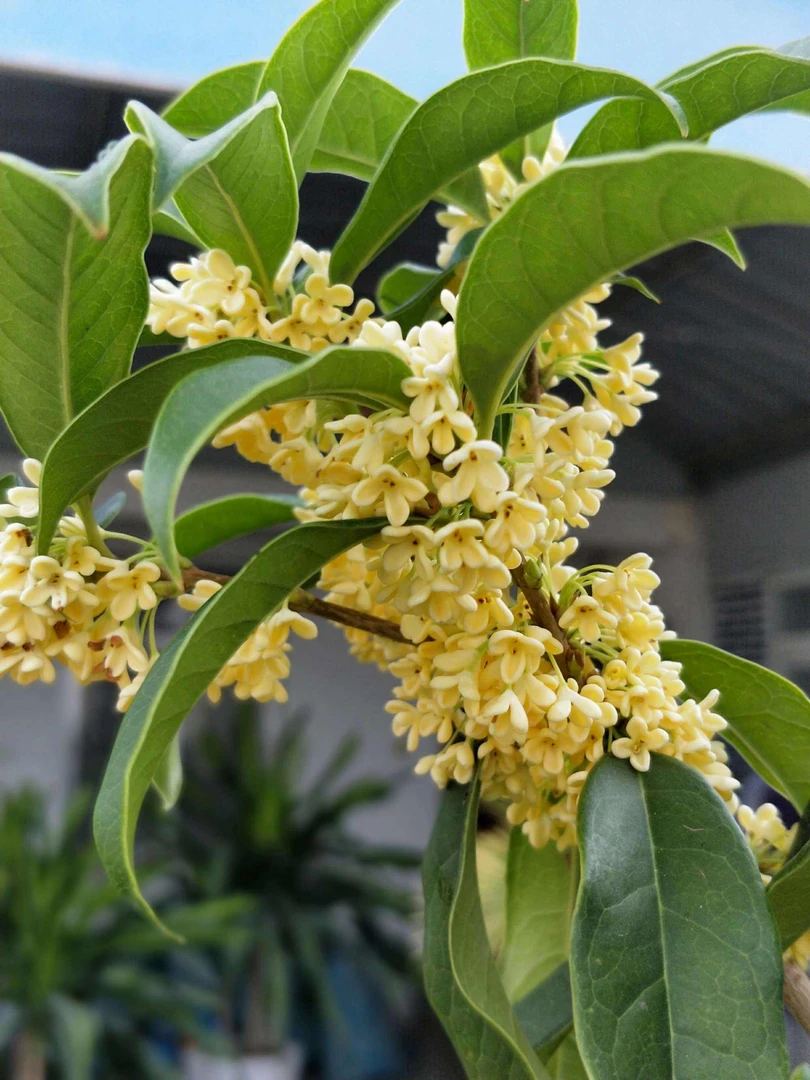 八月桂花四季常青浓香型地栽苗