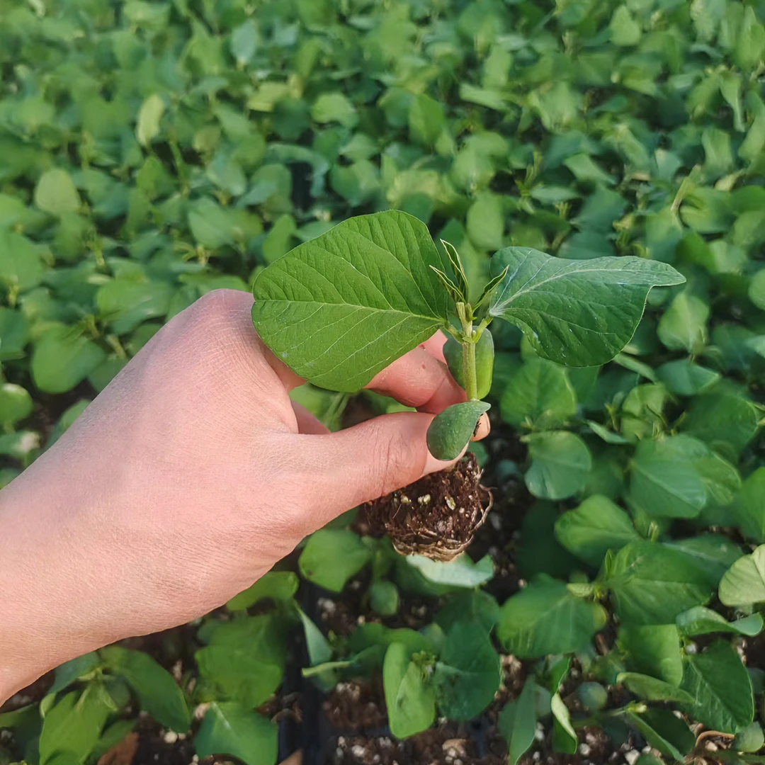 毛豆秧苗蔬菜种子高产抗病春季早熟特大青豆黄豆大豆毛豆种籽种苗