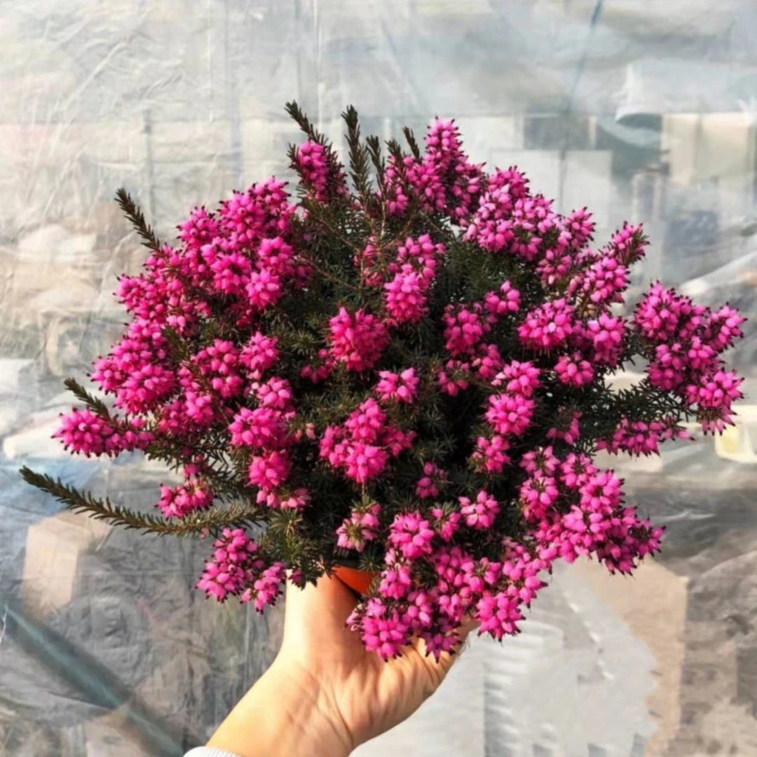 欧石楠盆栽耐寒植物常绿北方户外庭院喜阴绿植花卉冬季阳台容易养