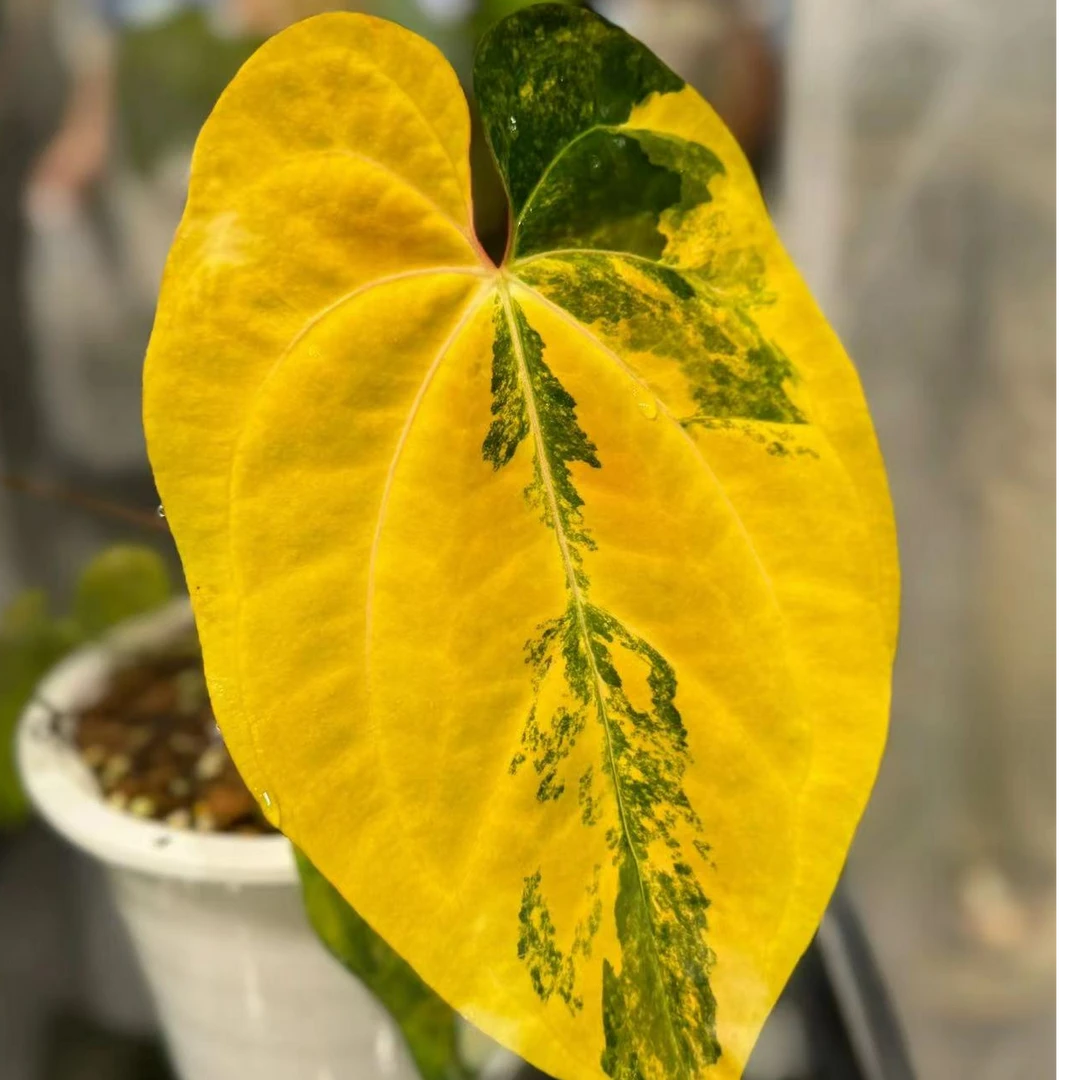 天南星科 花烛 INS风 直播链接 一物一拍