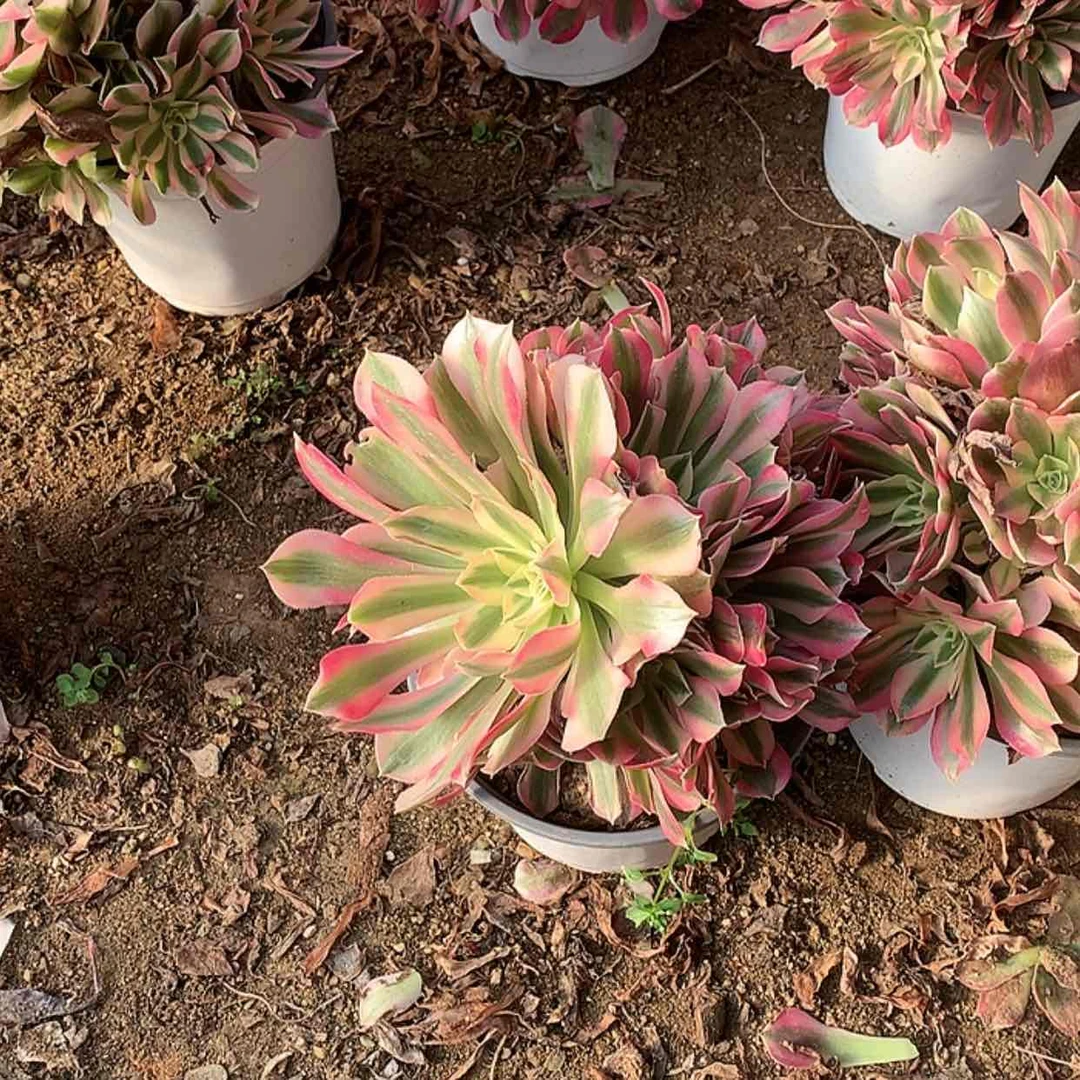 【闪购商品】76粉女巫