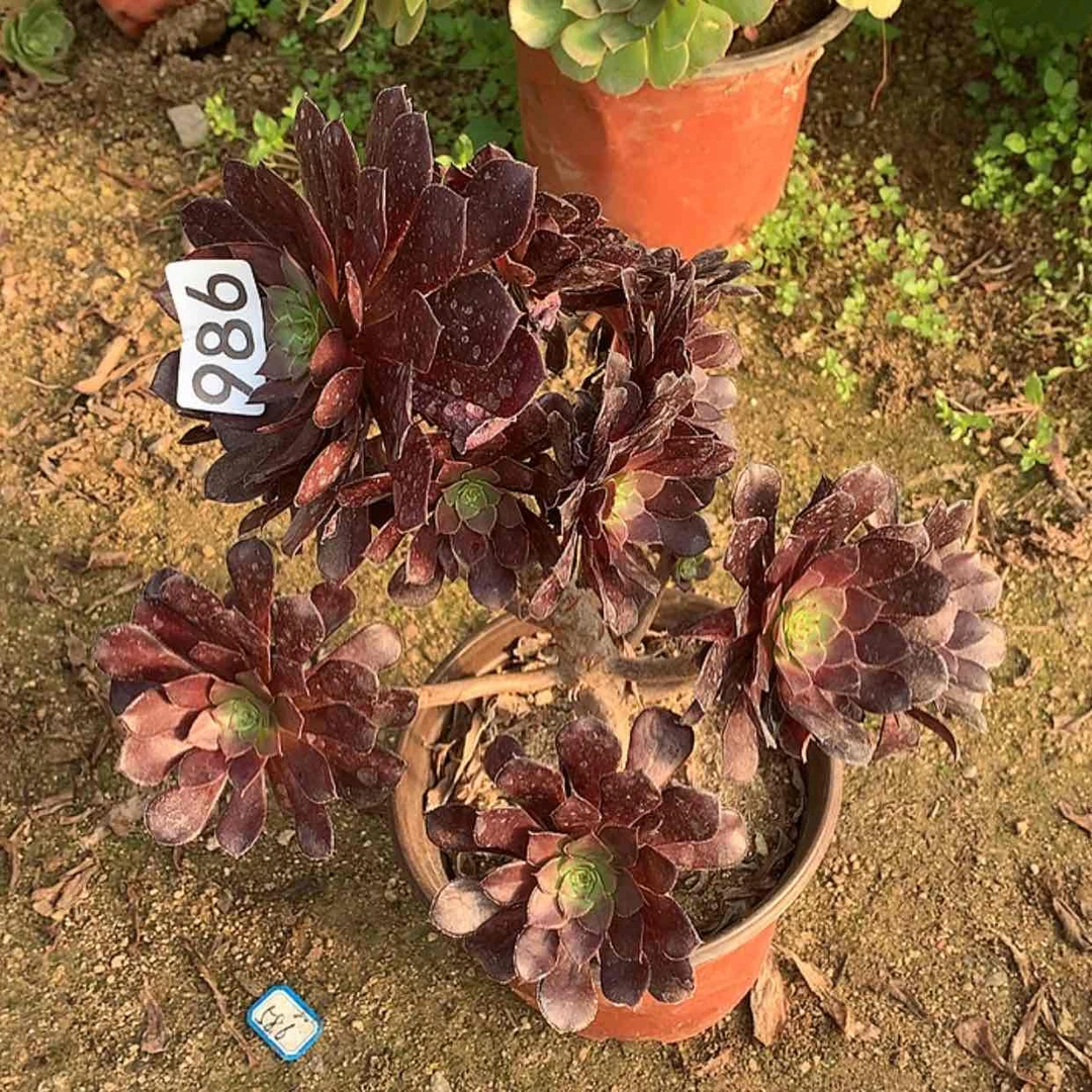 【闪购商品】986黑铜壶