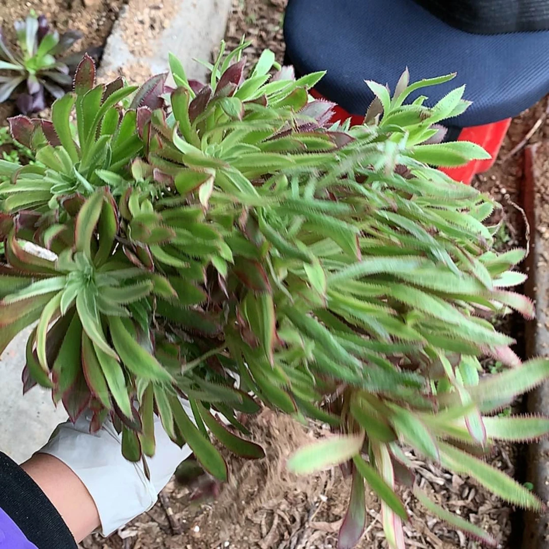 【闪购商品】鱿鱼丝量