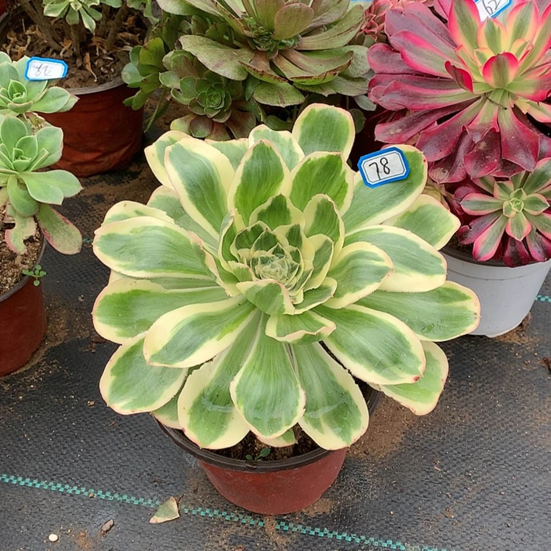 【闪购商品】20艳资锦