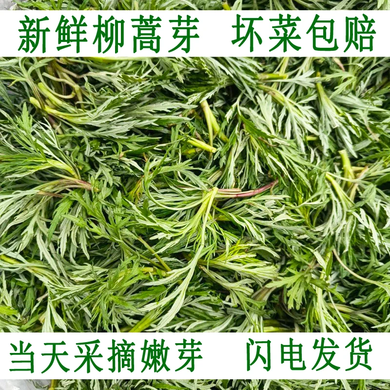 新鲜柳蒿芽长白山野菜生态当天采摘蘸酱菜一斤包邮烂菜包赔