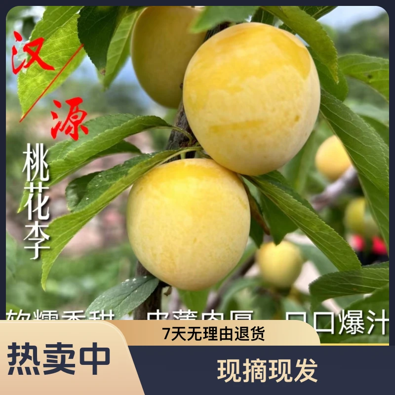 四川李纯甜爆汁皮薄肉厚新鲜桃花李3斤包邮