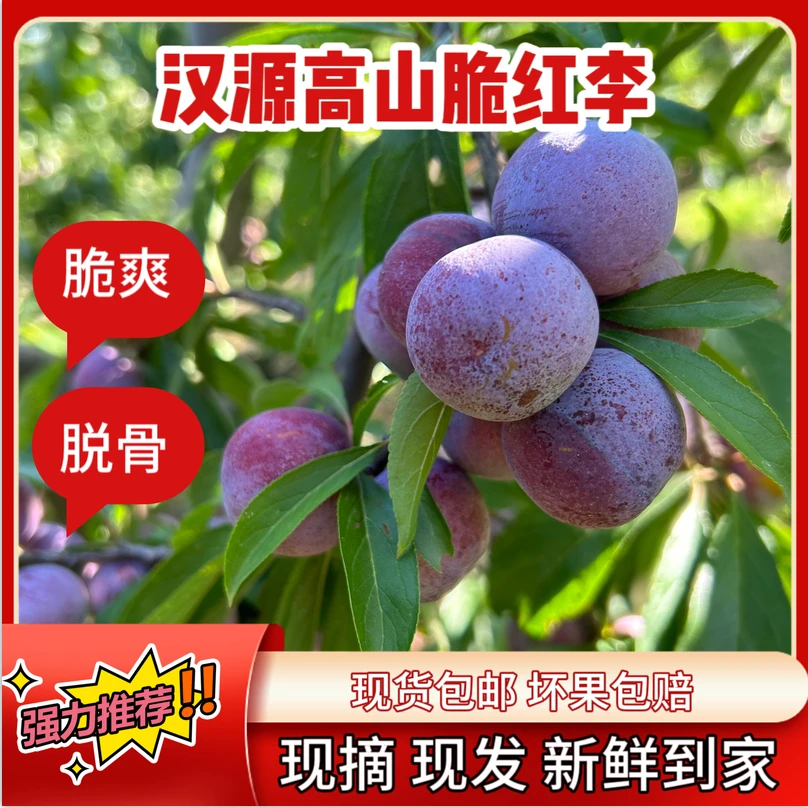 汉源高山小脆红脱骨李孕妇水果珍珠李现摘现发净重5斤包邮