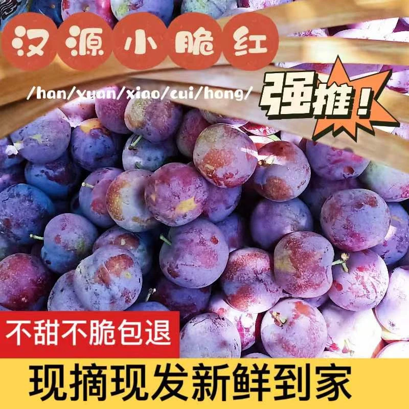 汉源高山晚熟脆红李孕妇水果脆甜脱骨珍珠李净重五斤包邮包赔发货