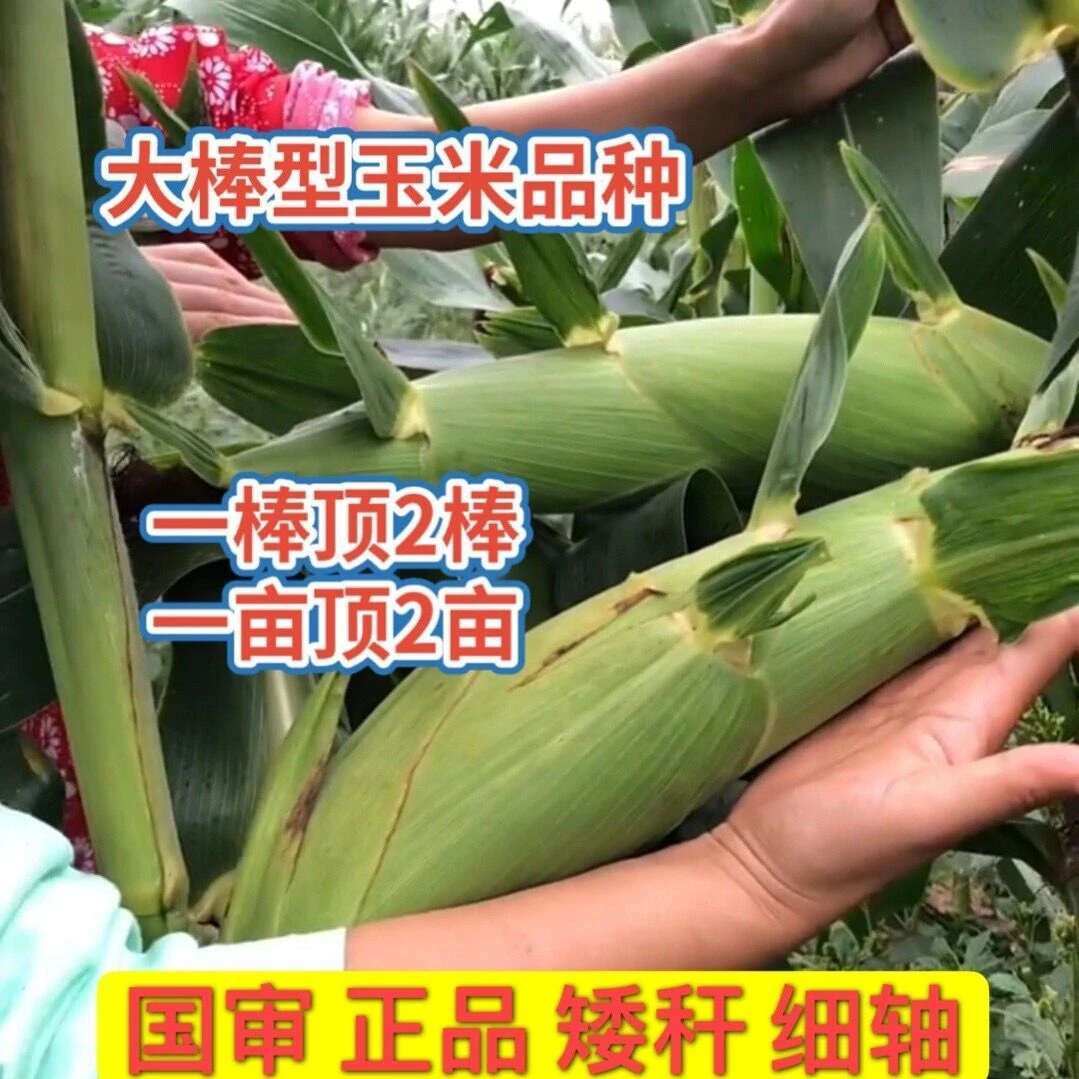 杂交玉米种籽中科玉505矮杆特大棒双胞胎老品种早熟高产包谷种子