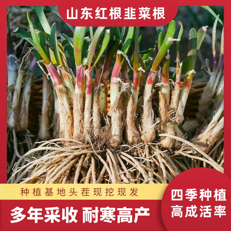 【寿光头茬紫根韭菜根】多茬采收紫根宽叶韭菜耐寒耐热阳台菜种植