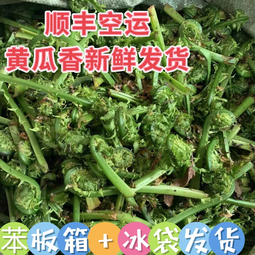 东北特产新鲜山菜黄瓜香广东菜鲜嫩顺丰空运发货