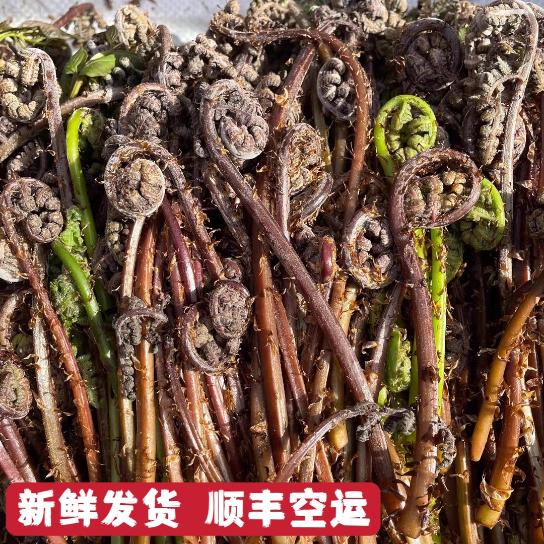 东北特产新鲜山菜山野菜猴腿鲜嫩顺丰空运发货