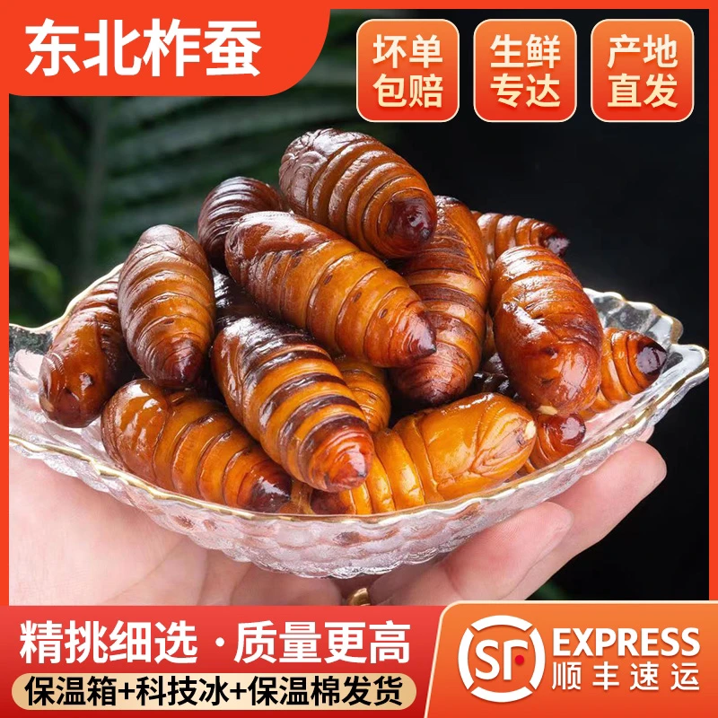 当季新鲜速冻 柞蚕俑 A级大茧蛹 烧烤用大黄蛹 大茧蛹 蝉蛹
