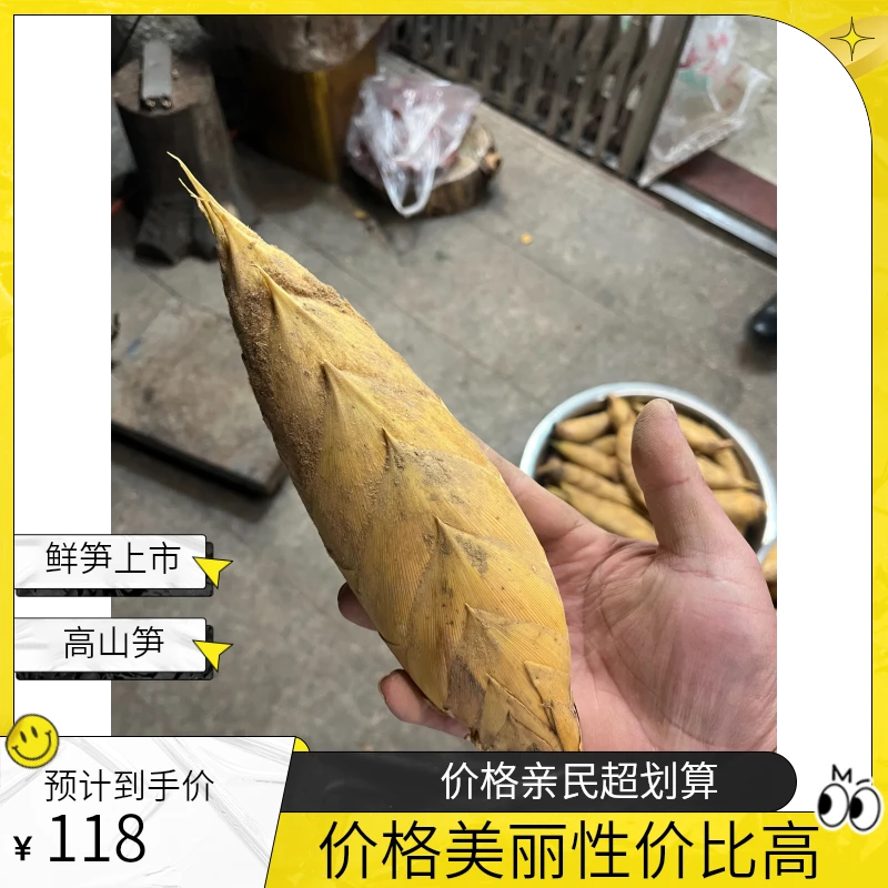 冬笋新鲜现挖，2024年闽北高山笋！