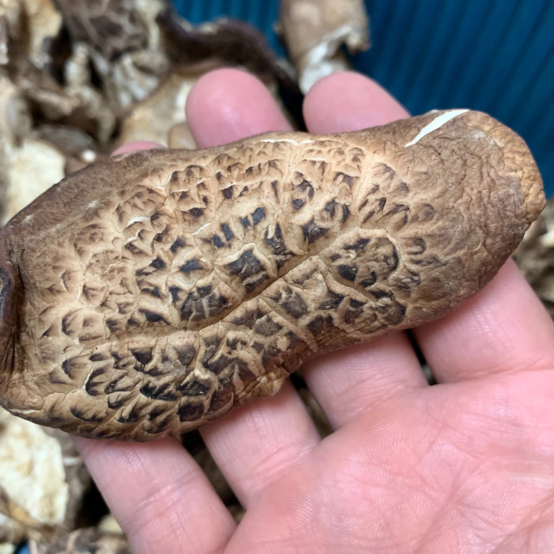 东北吉林野生干香菇250g起