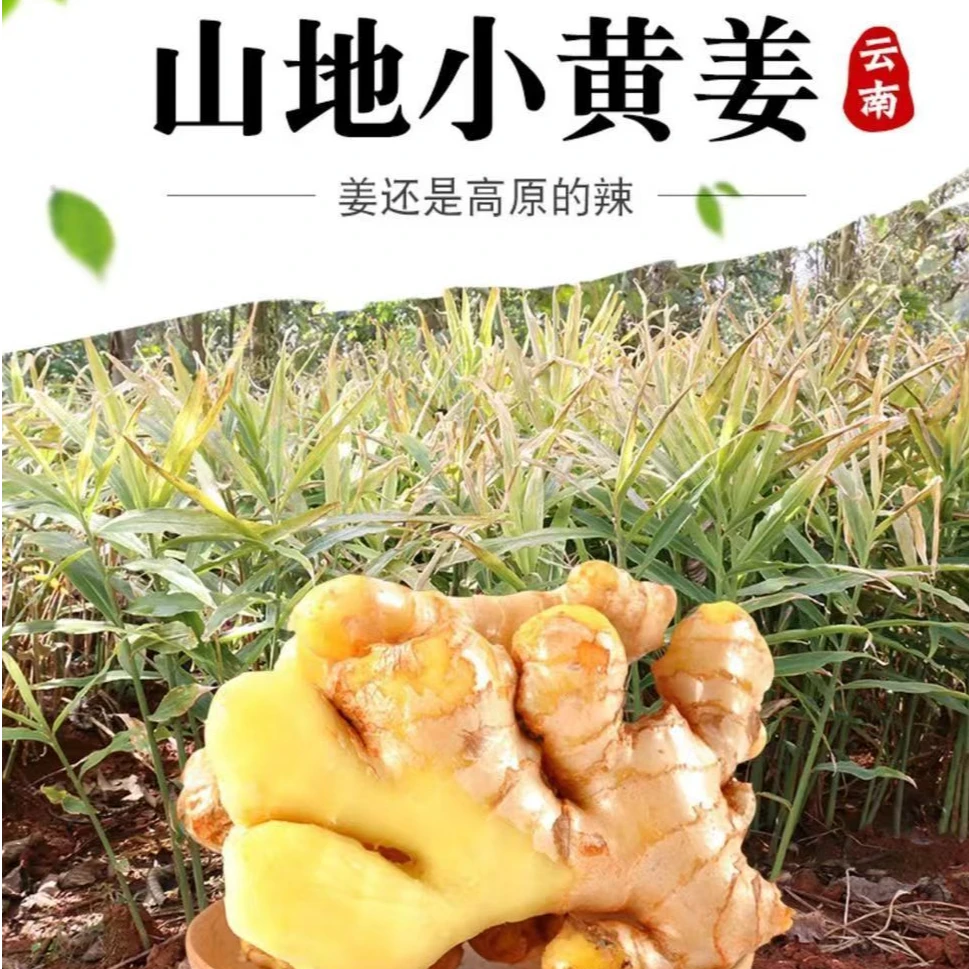 甜果篮【坏姜包赔】云南高山山地小黄姜新鲜现挖1/3/5/9斤包邮