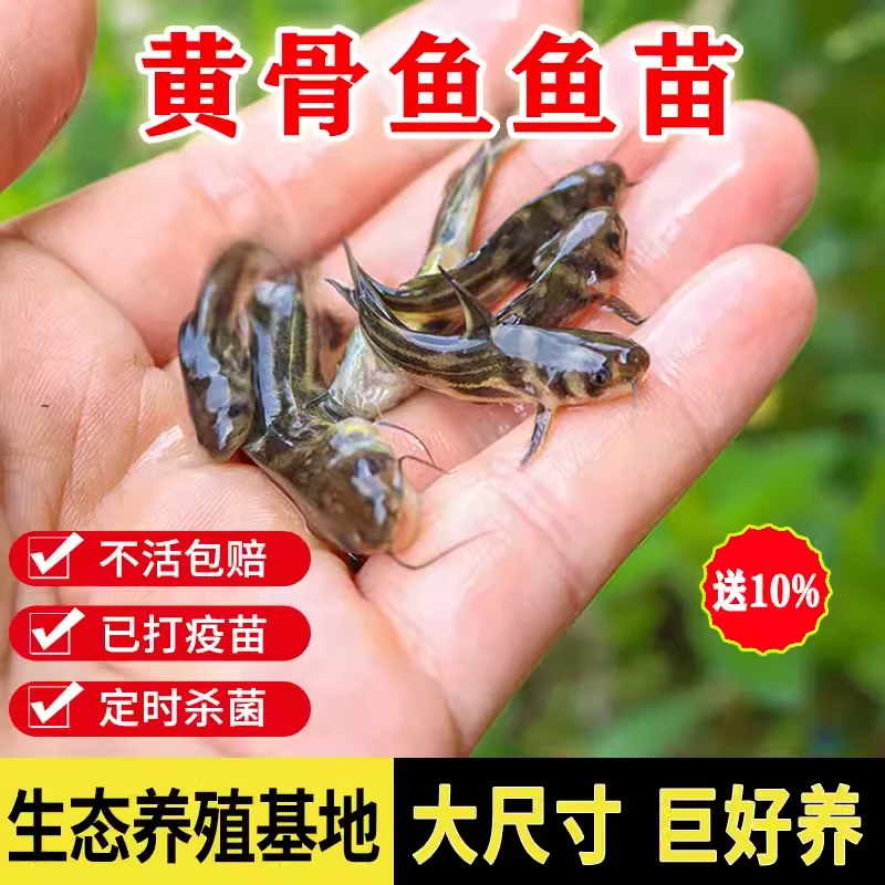 黄骨鱼黄颡鱼黄辣丁鱼昂刺鱼黄丫头黄鸭叫小鱼