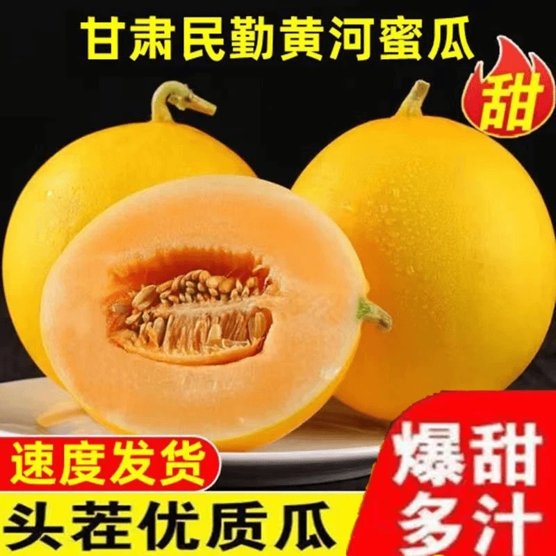 民勤沙地蜜瓜头茬黄河蜜瓜黄肉甜瓜金红宝新鲜采摘8-10斤包邮