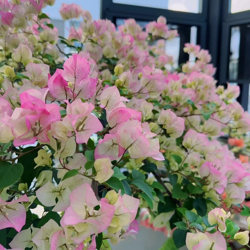 【绿樱】三角梅 （运输可能掉花掉叶，介意慎拍）爆花品种