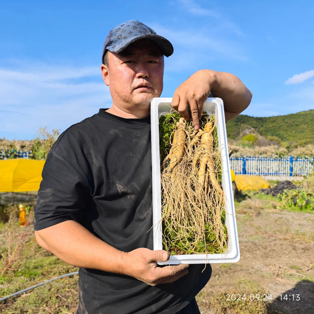 长白山原产地现挖新鲜两根大人参 单根3两多，赠灵芝三只九叶草
