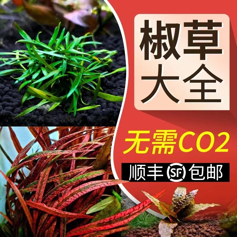 椒草阴性水草温蒂青椒叶铁中后景水下叶真水族鱼缸虎纹黑幕蕨红椒
